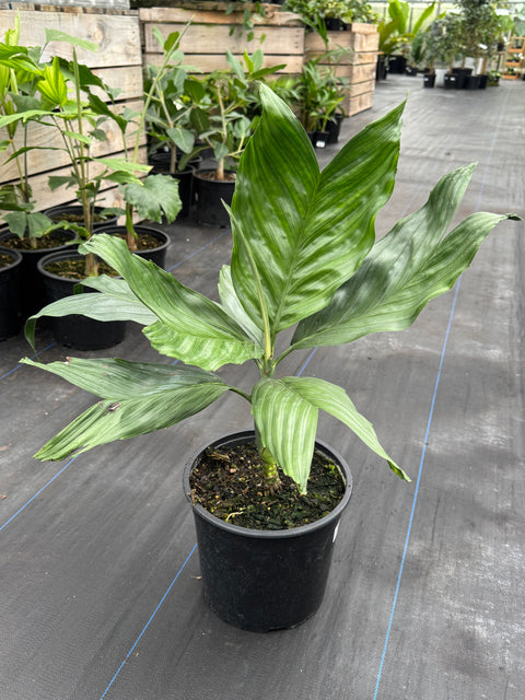 Chamaedorea - Metalicum 5L