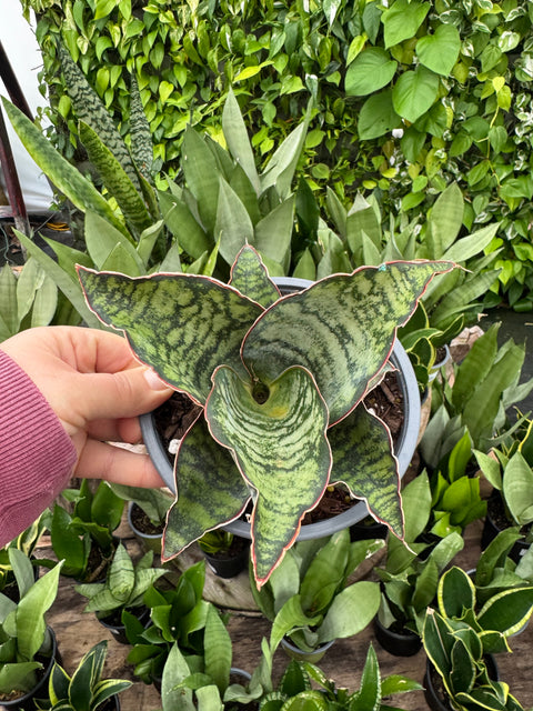 Sansevieria Dragon scale