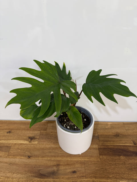 Philodendron - Mayoi