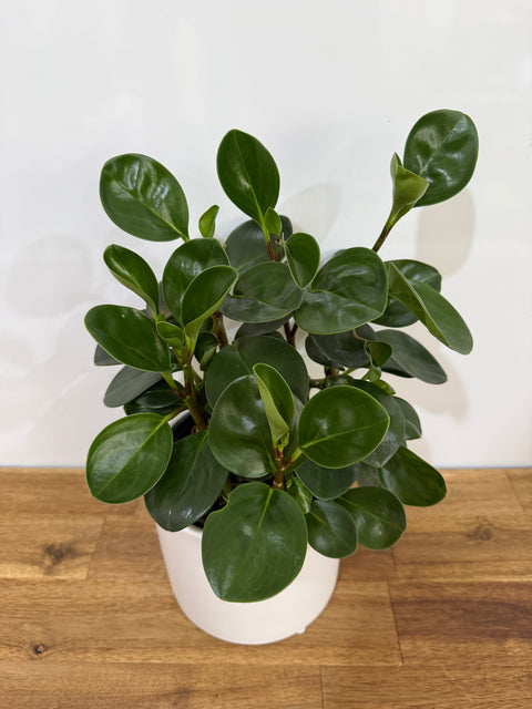 Peperomia Obtusifolia