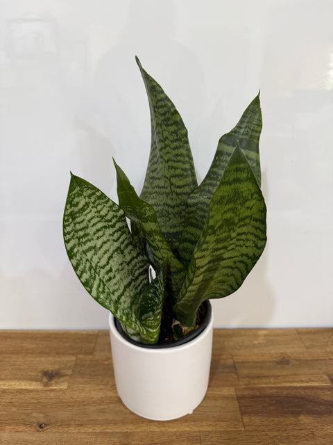 Sansevieria - Black Coral