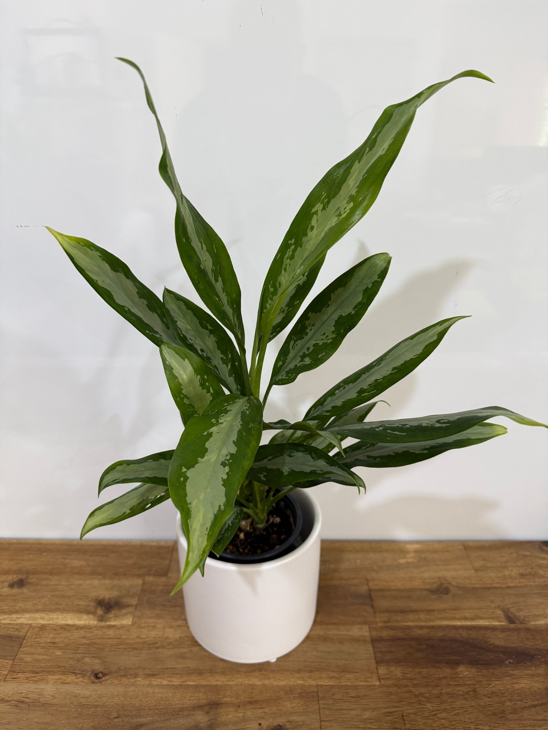 Bring Home Aglaonema Black Lance