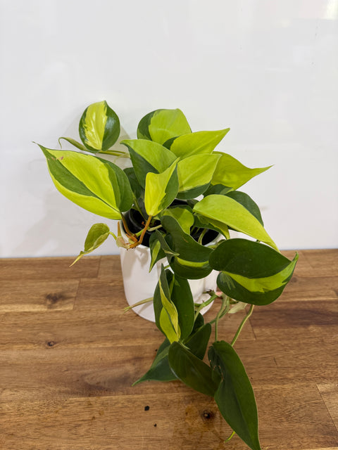 brasil philodendron nz Philodendron Brasil | Buy Online Now