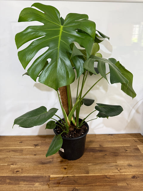 Monstera Deliciosa 18cm