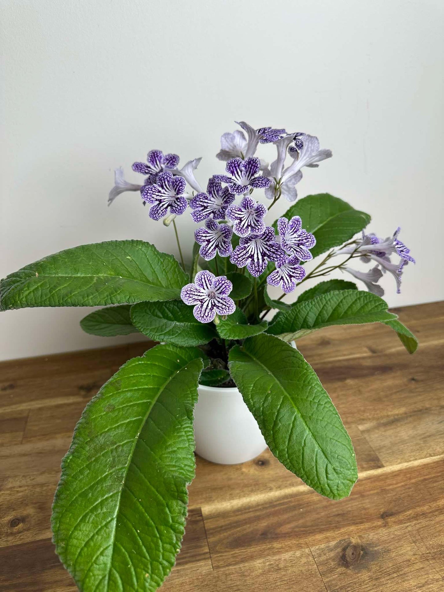 Streptocarpus - Ladyslippers