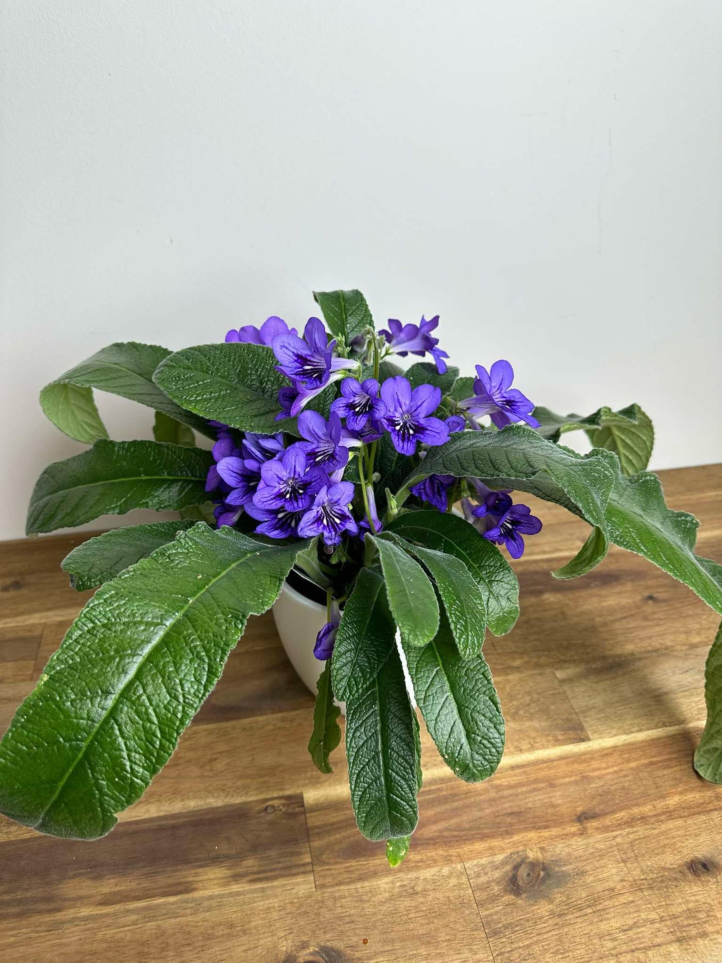 Streptocarpus - Ladyslippers