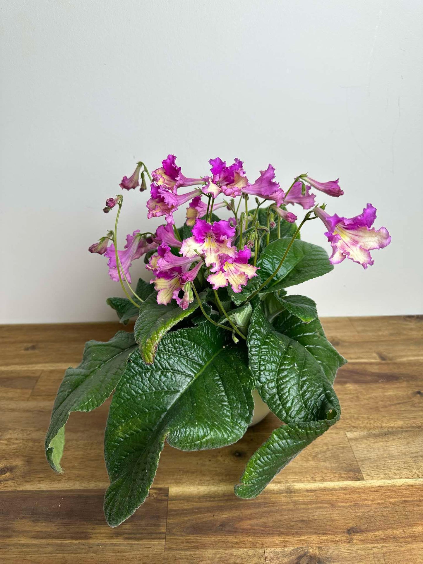 Streptocarpus - Ladyslippers