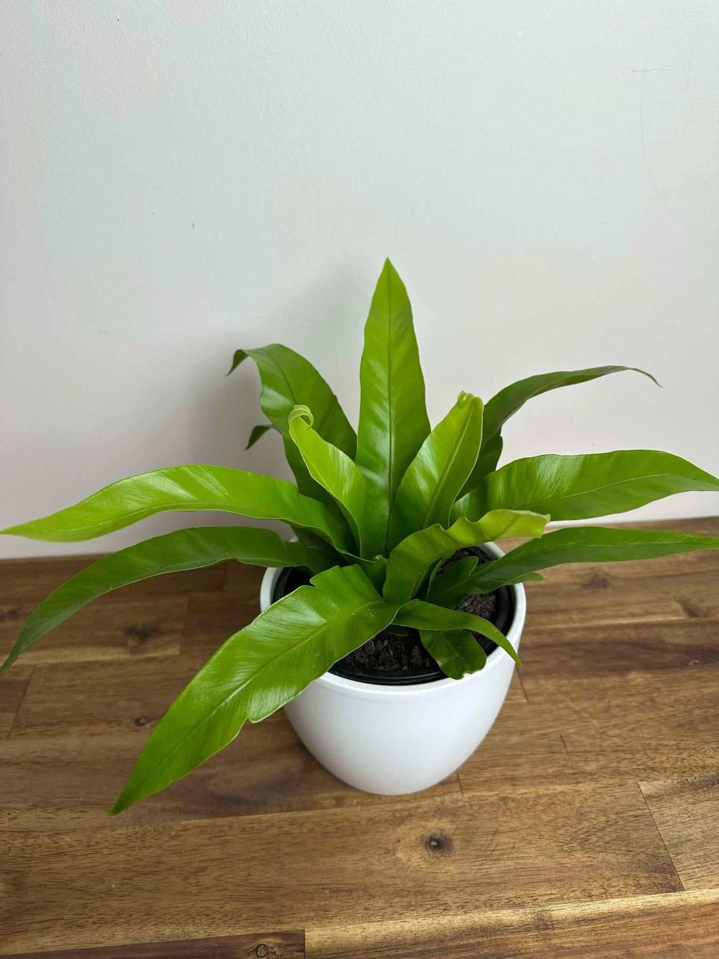 Asplenium antiquum