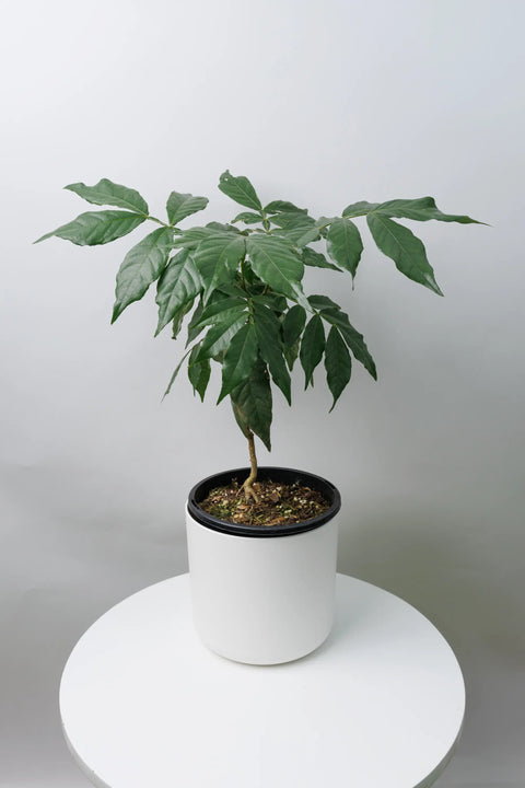 Ice Cream Bean (Inga Bean)