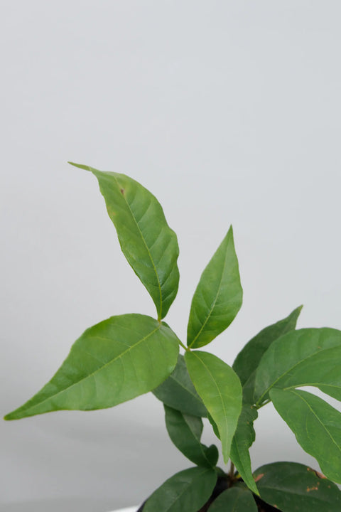 Ice Cream Bean (Inga Bean)