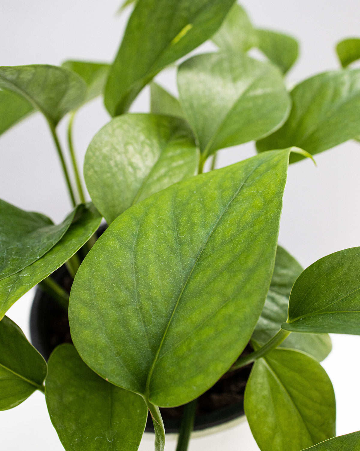 Pothos Jade Buy Online Now The Green Grower