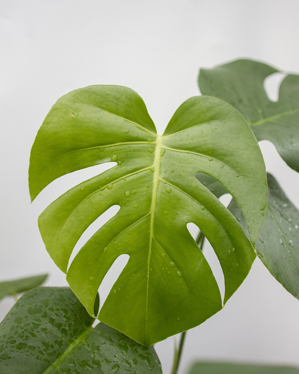 Buy Plants Online The Green Grower Houseplant Delivery Nationwide buy-plants-online-the-green-grower-houseplant-delivery-nationwide