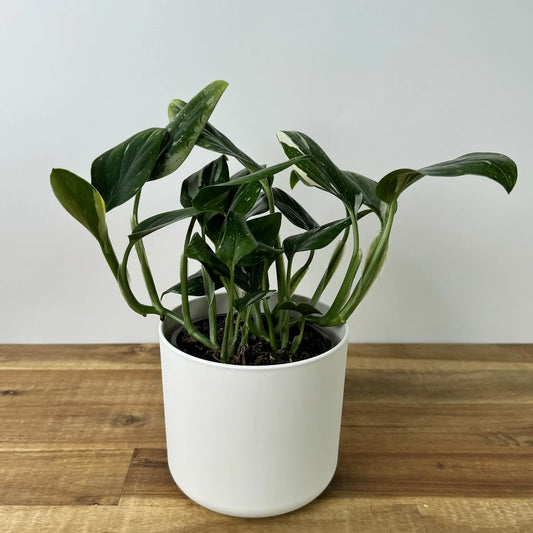 Monstera Cobra