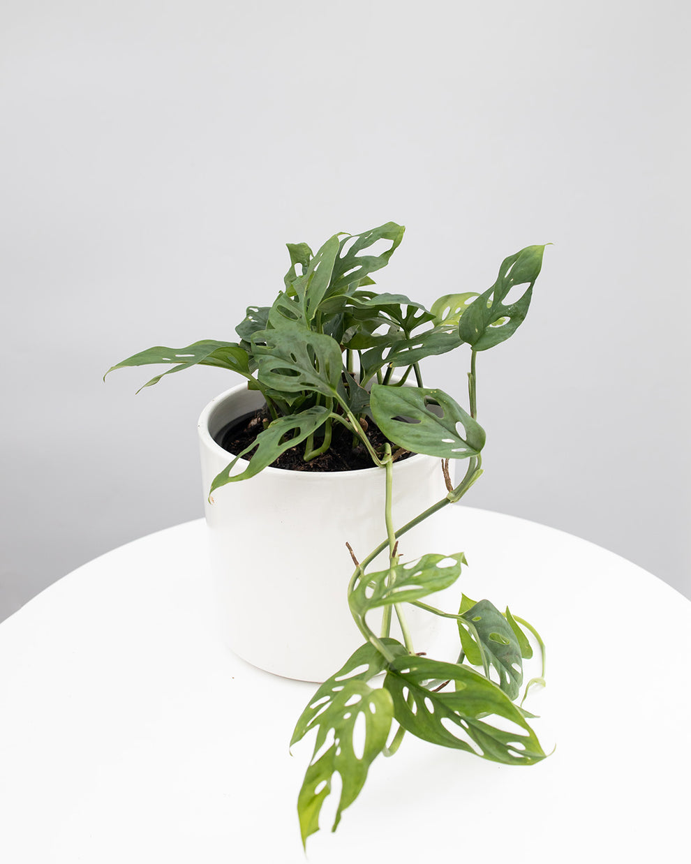 Monstera Adansonii 'Swiss Cheese' Buy Online Now The Green Grower