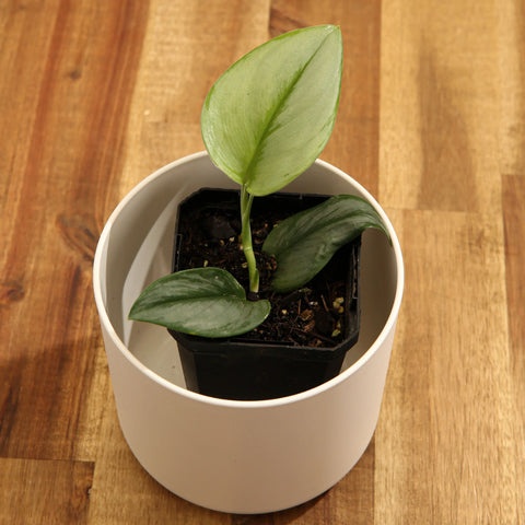 Scindapsus Treubii Moonlight