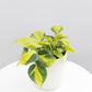 Philodendron Brasil