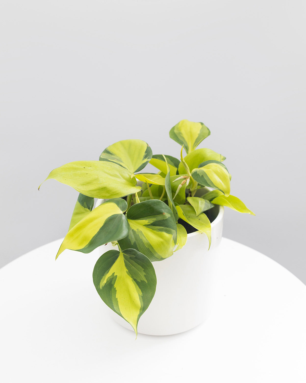 Philodendron Brasil