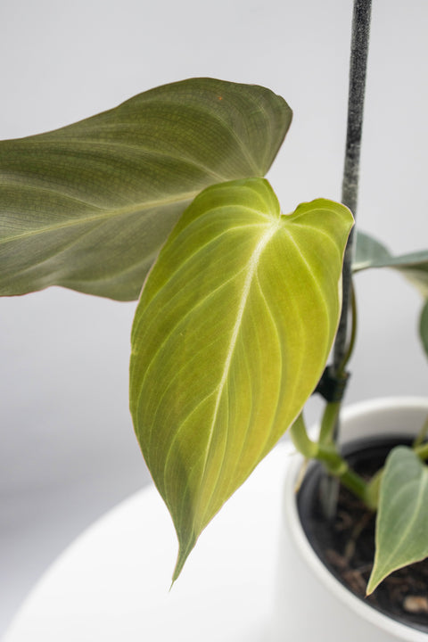 Philodendron Glorious