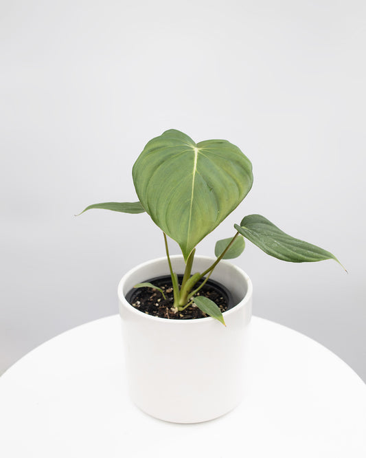 Philodendron Dean McDowell
