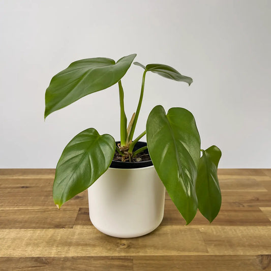 Philodendron Giganteum