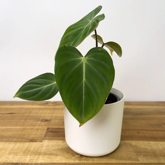 Philodendron Gloriosum