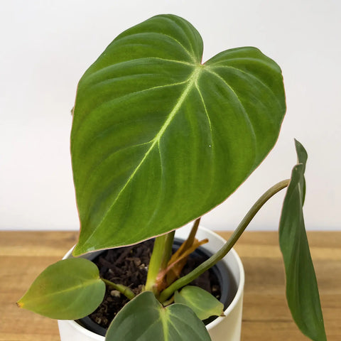 philodendron gloriosum nz Philodendron Gloriosum | Buy Online Now