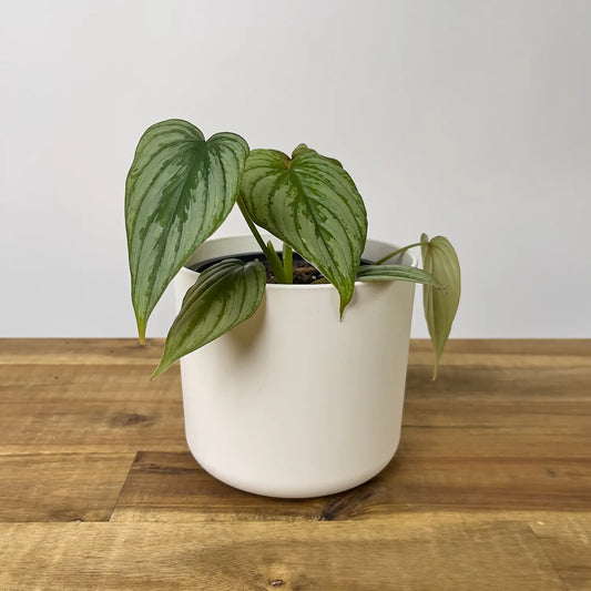 Philodendron Mamei - Silver Cloud