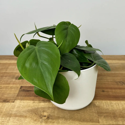 Philodendron hederaceum (Heart Leaf)