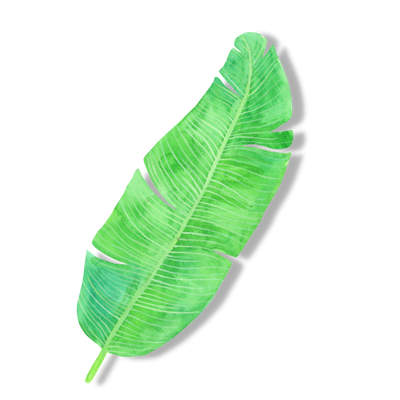 Begonia - Angel Wings – The Green Grower