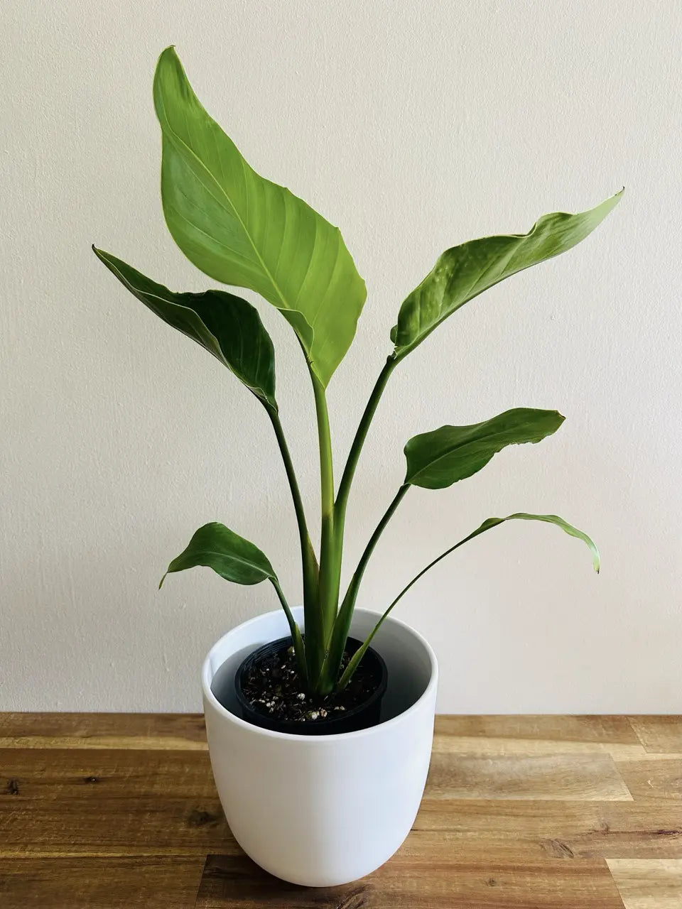 Bird of Paradise - Strelitzia nicolai 14cm