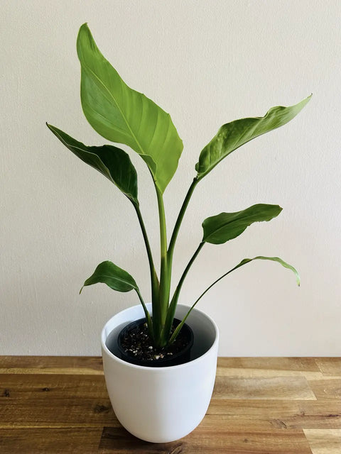 Strelitzia (Bird of paradise)