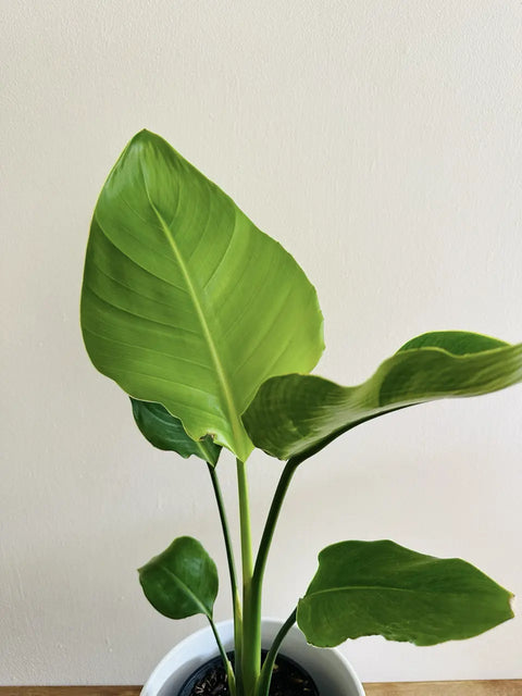 Bird of Paradise - Strelitzia nicolai 14cm