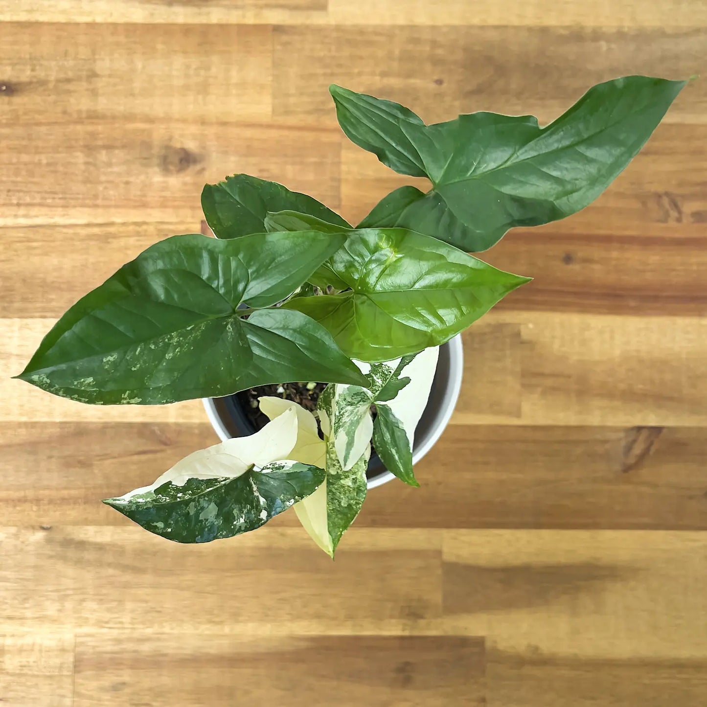 Syngonium Albo