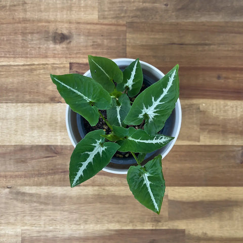 Syngonium Wendlandii (Black Velvet)