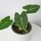 Alocasia Frydek