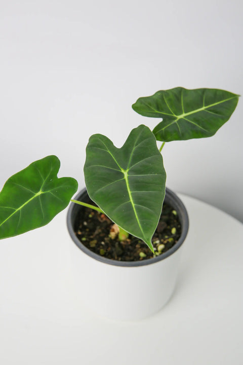 Alocasia Frydek