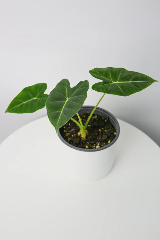 Alocasia Frydek