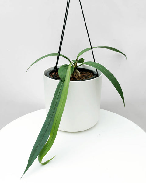 vittarifolium anthurium Rare Anthurium Vittarifolium Available – The Green Grower