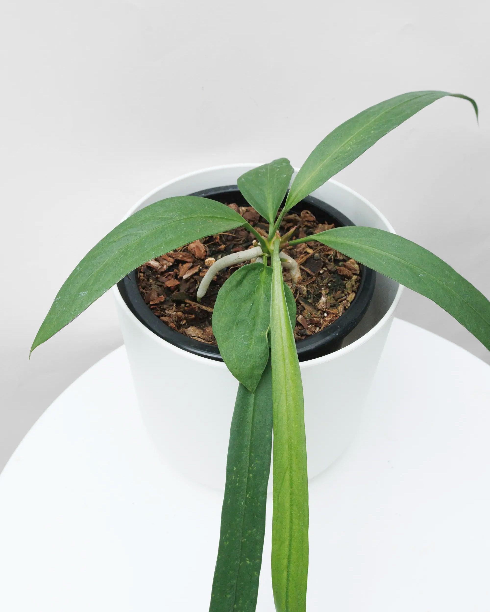 Buy Quality Plants Online, Houseplant Delivery Nationwide The Green