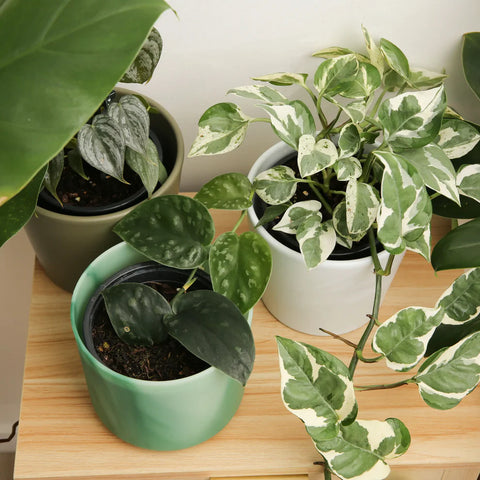 Scindapsus Black Mamba