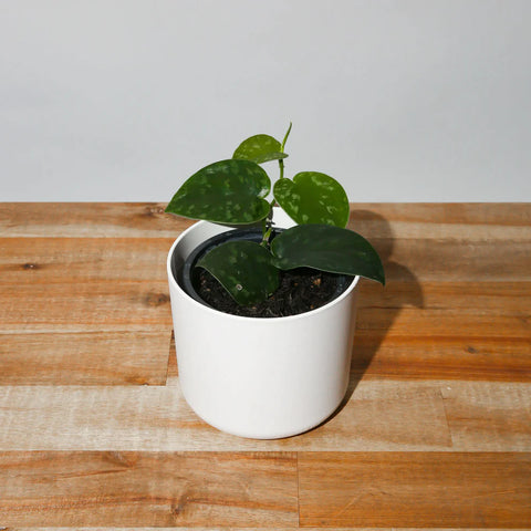 Low Maintenance Plants