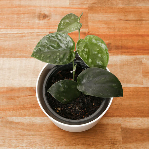 Scindapsus Black Mamba