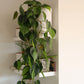 Philodendron Brasil