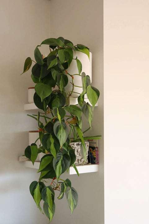 Philodendron Brasil