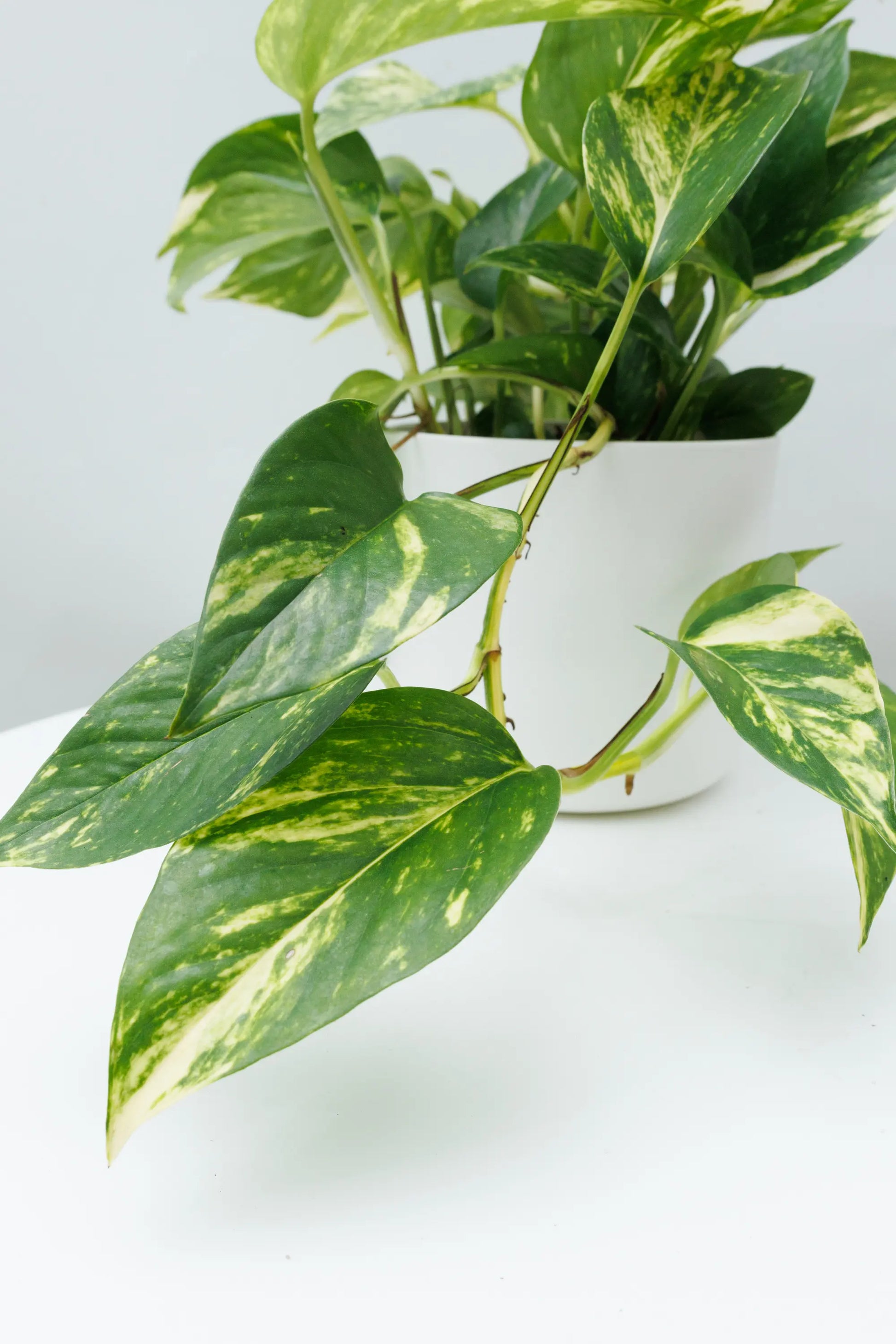 Pothos Golden Buy Online Now The Green Grower