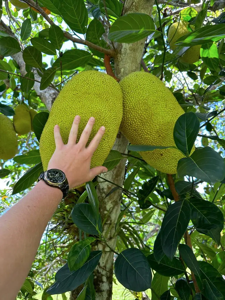 Jack Fruit