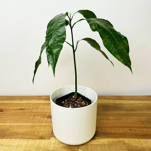 Mango Tree