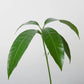 Mango Tree