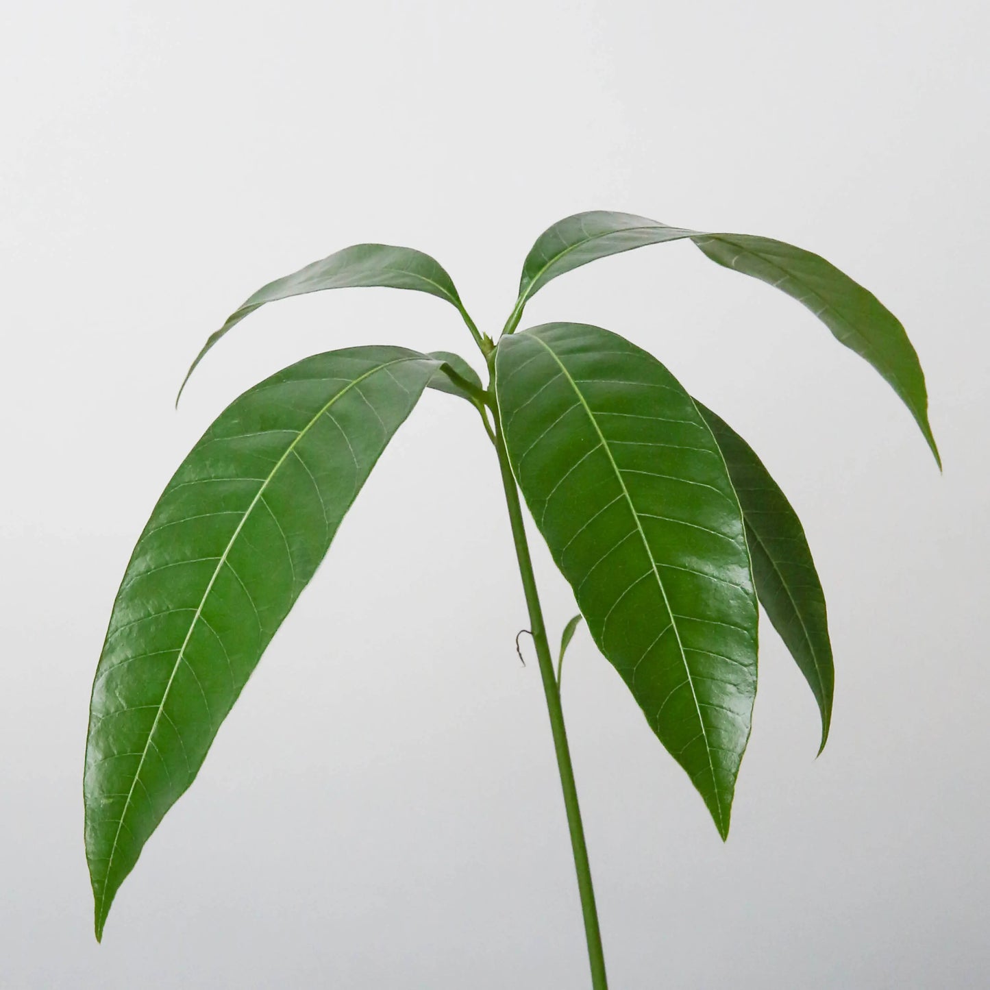 Mango Tree