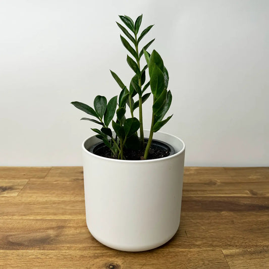 Zamioculcas zamiifolia - “Piccolo” mini ZZ